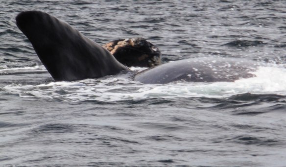 mother whale with baby