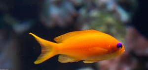 another orange fish
