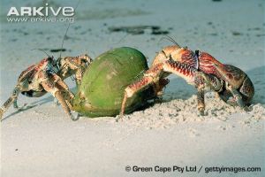 Two-coconut-crabs-opening-coconut-on-beach