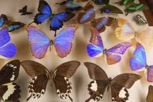 mounted butterflies