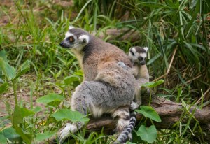 Lemur with baby
