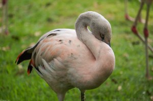 young flamingo (they turn pink the more they eat)