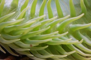 green sea anemone