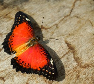 Butterfly in orange and black